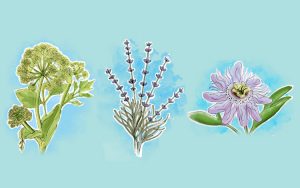 Plantas que ajudam a controlar a ansiedade de forma natural