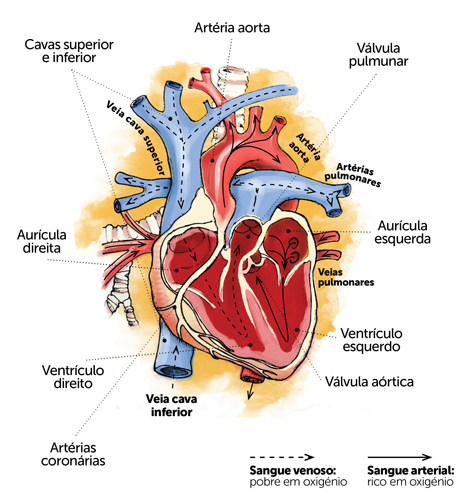 O coração assegura a circulação sanguínea, fornece oxigénio a todo o organismo e liberta-o do dióxido de carbono 