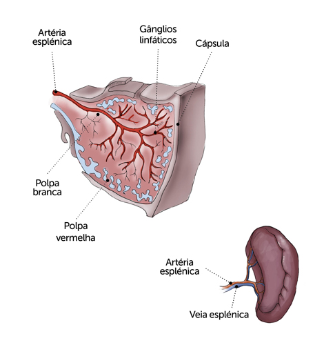 O baço é um órgão que apesar de não ser vital para a sobrevivência, desempenha funções importantes no organismo