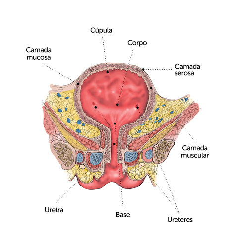 A bexiga é um órgão oco e elástico, em forma de bolsa