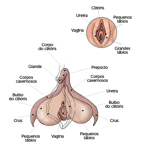 O clitóris tem como única função dar prazer sexual à mulher