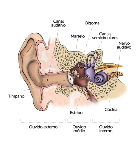 O ouvido é responsável pelo sentido auditivo e pelo equilíbrio