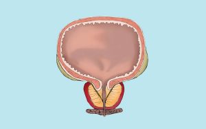 Do tamanho de uma noz e localizada abaixo da bexiga, a próstata faz parte do aparelho genital masculino