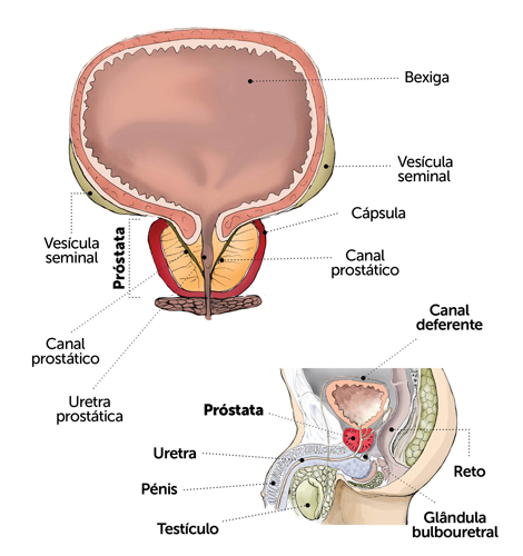 A próstata tem como função produzir parte do fluido que forma o sémen