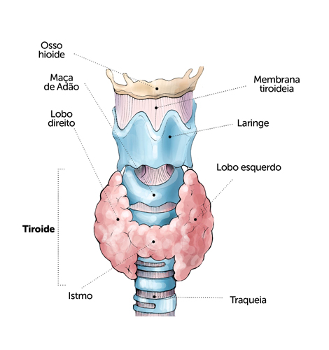 Localizada na base do pescoço, a tiroide é uma pequena glândula endócrina 