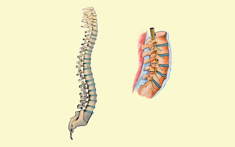 A coluna vertebral suporta o peso corporal e protege a medula